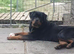 Top Bloodline Rottweiler pup