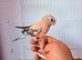 Bourke bird for sale