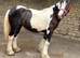 Traditional piebald cob filly 14 months old