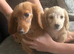 Longhaired miniature dachshund