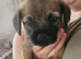 KC registered SLEM clear Border Terrier puppies
