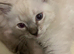 Gordious pure ragdoll kittens