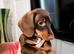 Gorgeous girl with dapple chest