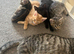 Black female kitten ready for collection