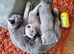 Two Stunning British Shorthair Kittens