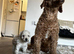 KC REGISTERED TOY POODLES