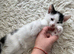 4 playful kittens ready to leave on
