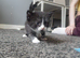 Kittens for sale