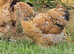 Pekin Bantam Pullets