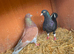 Birmingham roller pigeons