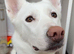 Koda