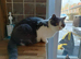 2 bsh boys 3 years old bonded pair