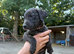 Lurcher Puppies