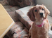 Selling puppies