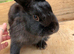 3 gorgeous full black rabbits