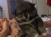 Pomeranian Puppys £1500