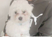 Maltese xxxs