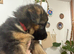 Gourgeous German Shepherd puppies for sale