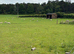 Grazing for horses/ponies
