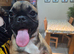 Pug x frenchie puppy