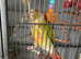 Green cheek Conure with Cage and Stand