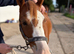 12hh Welsh section B gelding