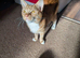 Female ginger cat ready in 3 weeks