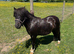 Registered 2yo Mini Shetland Colt