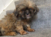 Imperial shih tzu x Yorkshire terrier puppys