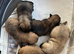 Gorgeous Cairn Terrier Puppies