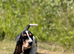 Quality KC REG. Basset puppies