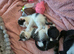 Kittens now ready for new homes