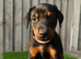 Quality European Dobermann Puppies - 2 Remaining