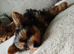 Beautiful Little Yorkie Boy **Ready Now**