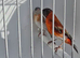 BEAUTIFUL PROVEN PAIR MUTATION RED SISKINS