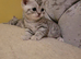 Scottish fold blue little leopards paintingskittens