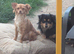 Chihuahua with a drop of Yorkshire terrier