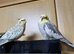 Beautiful breeding pair