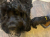 F1 Jackapoo puppies