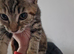 9 week old female bengal x kitten last of litter
