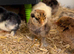 Barbu D’uccles (booted bantam)