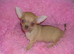 Small Chihuahua puppies male/female