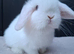 Baby girl mini lop