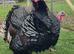 Bronze Turkey Hatching Eggs