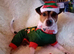 Male jack Russell