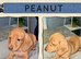 3 Beautiful Miniature Dachshund Puppies