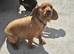 Cocker spaniel