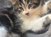 Stunning Kittens READY NOW