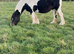 Marigold.Friesian x Vanner Mare