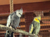 Aviary Rental &ndash; Space for Your Birds ( From &pound;30 per week )